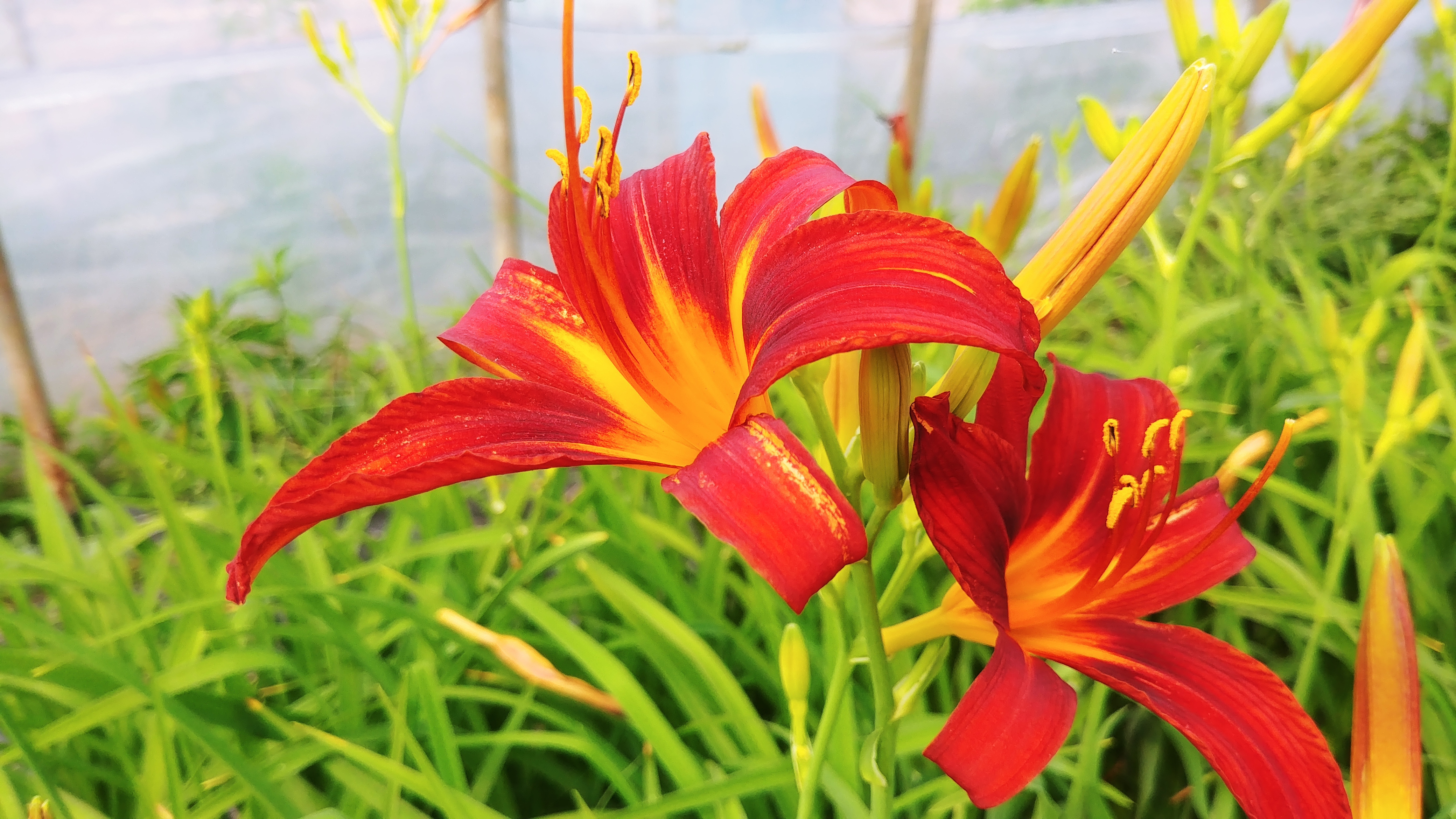 Hemerocallis 'Black Prince'